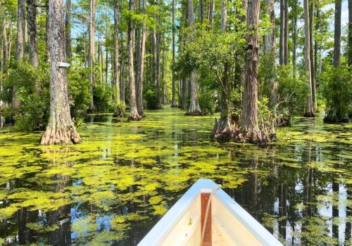 The Ultimate Guide to Day Trips and Excursions in Southeast SC